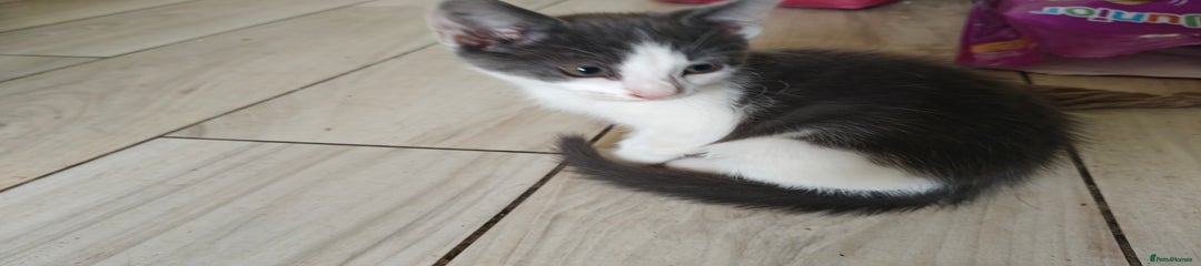 Blue boy Kitten