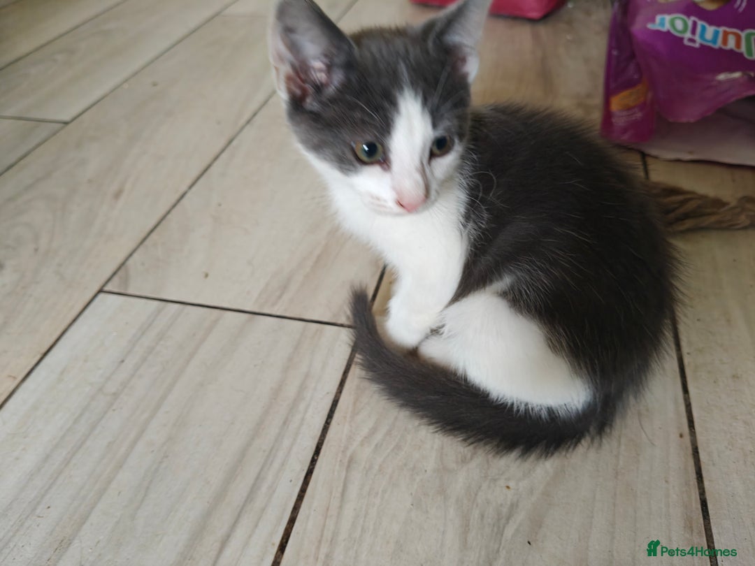 Mixed Breed cats for sale: Gorgeous Part BSH kittens ready to go now - Image 8