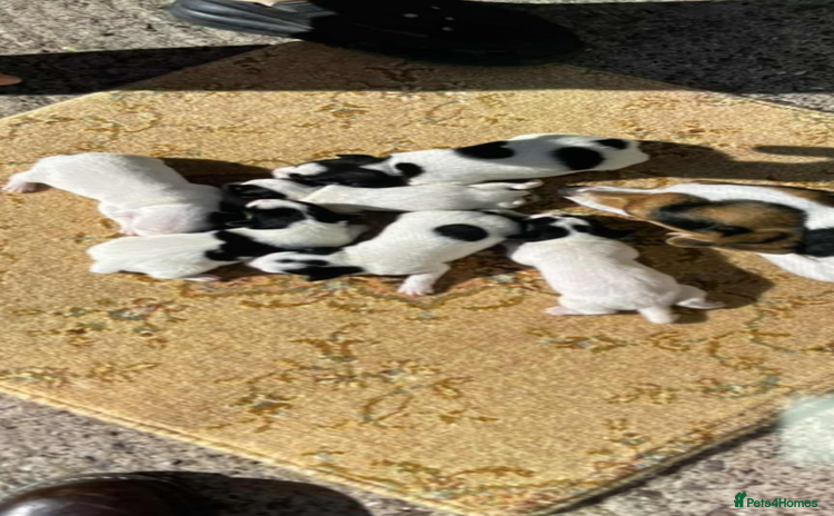 Jack Russell dogs - Advert 1
