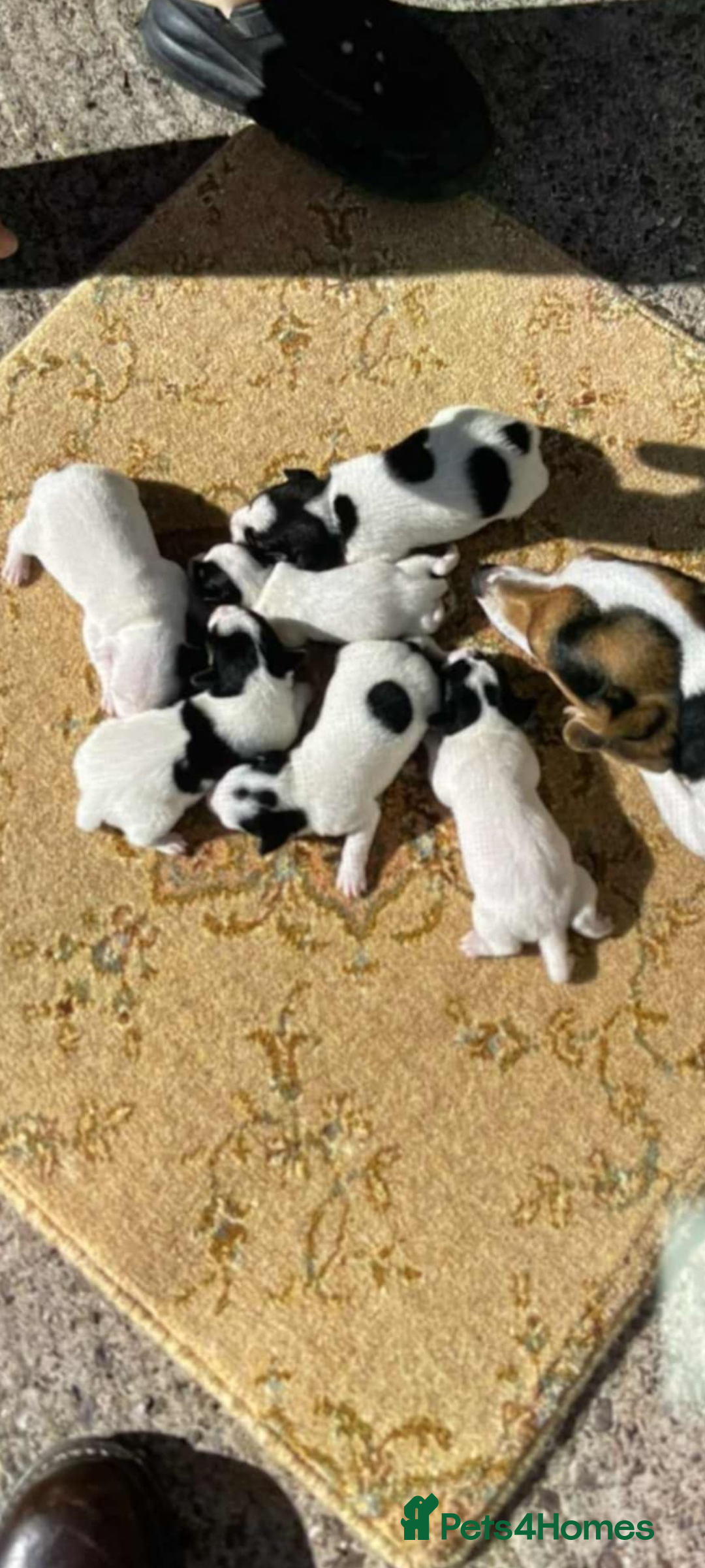 Jack Russell dogs for sale: Jack Russells  - Image 1