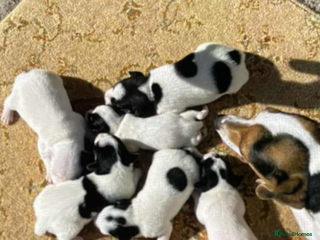 Jack Russell dogs - Advert 11