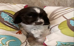 Cocker Spaniel dogs for sale: Adorable show cocker puppies - Image 9