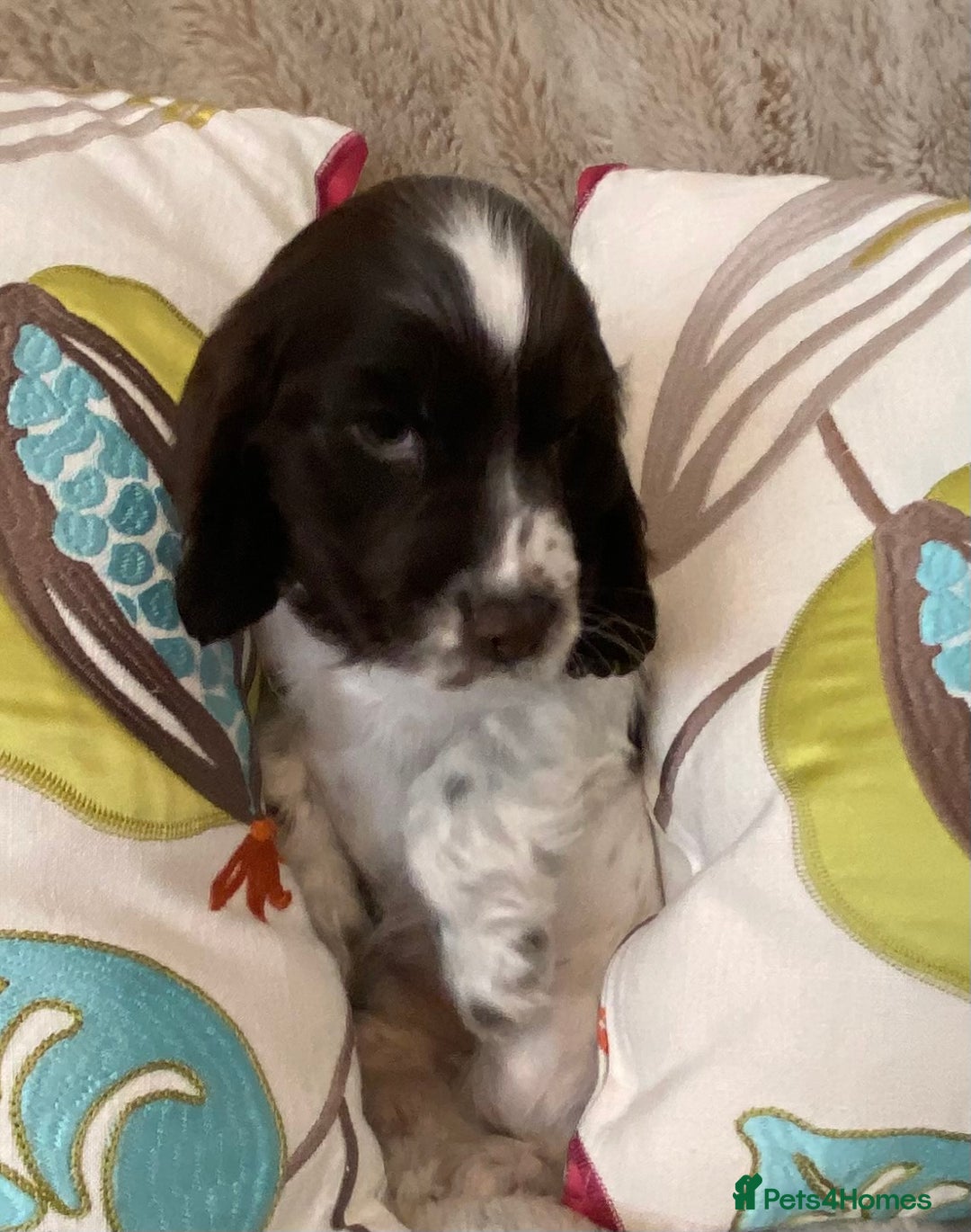 Cocker Spaniel dogs for sale: Adorable show cocker puppies - Image 9