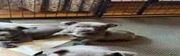 Mixed Breed dogs for sale: Amazing blue Chaffy puppies - Advert 1