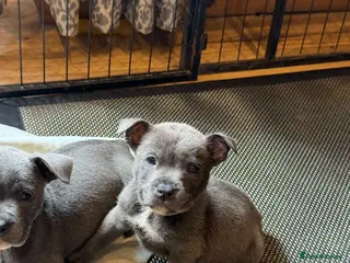 Mixed Breed dogs Amazing blue Chaffy puppies - Advert 4
