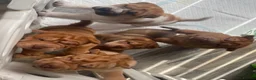 Shar Pei dogs for sale: *** 1 Girl left ***KC Shar Pei Puppies  - Advert 18
