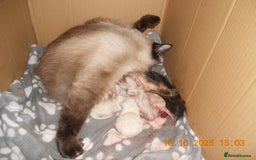 Ragdoll cats for sale: 🎅🎁🎄 RAGDOLL KITTENS 100% PUREBRED STOKE 🎄🎁🎅 - Image 4