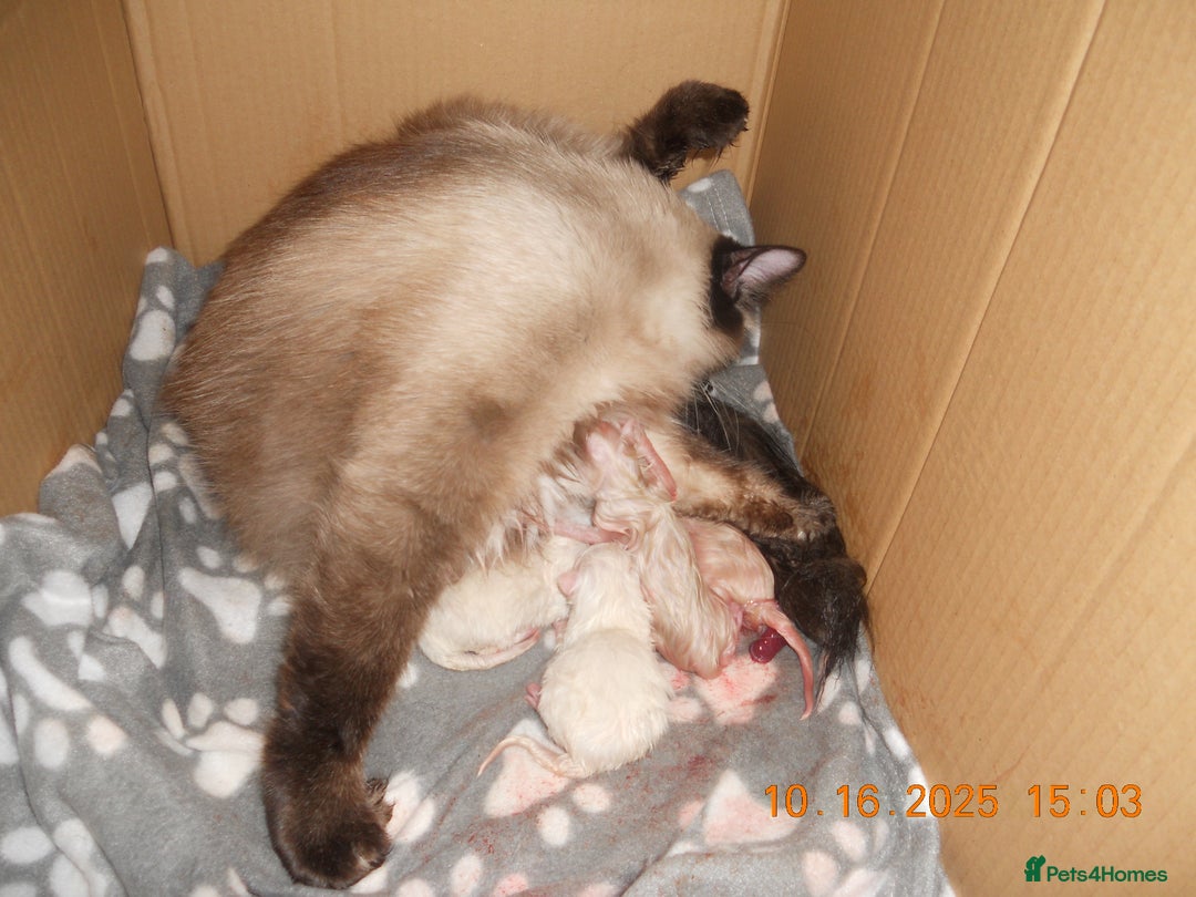 Ragdoll cats for sale: 🎅🎁🎄 RAGDOLL KITTENS 100% PUREBRED STOKE 🎄🎁🎅 - Image 4