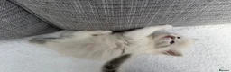 Ragdoll cats for sale: Blue lynx and blue bi colour beauties  - Advert 10