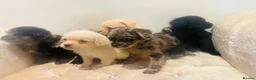 Pugapoo dogs for sale: Stunning pugapoo puppies  - Advert 7
