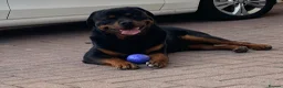 Rottweiler dogs for stud: Protection trained Serbian Rottweiler for Stud in Oldbury - Advert 5