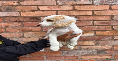Cockapoo dogs in Kidderminster - Advert 6