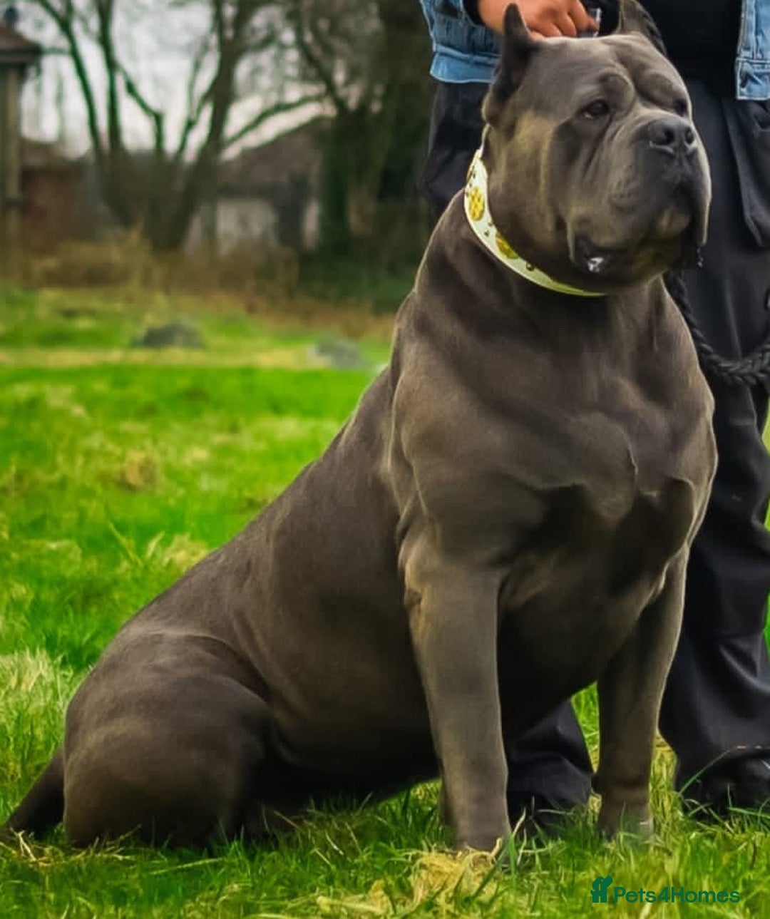 Cane Corso dogs for stud: MAXIMUS - STUD AVAILABLE  - Image 7