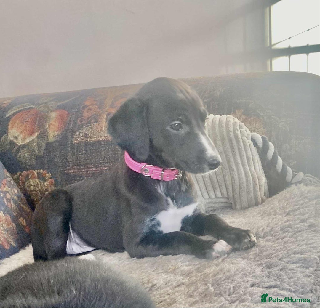 Mixed Breed dogs for sale: Beautiful Saluki x Whippet puppies - Advert 24