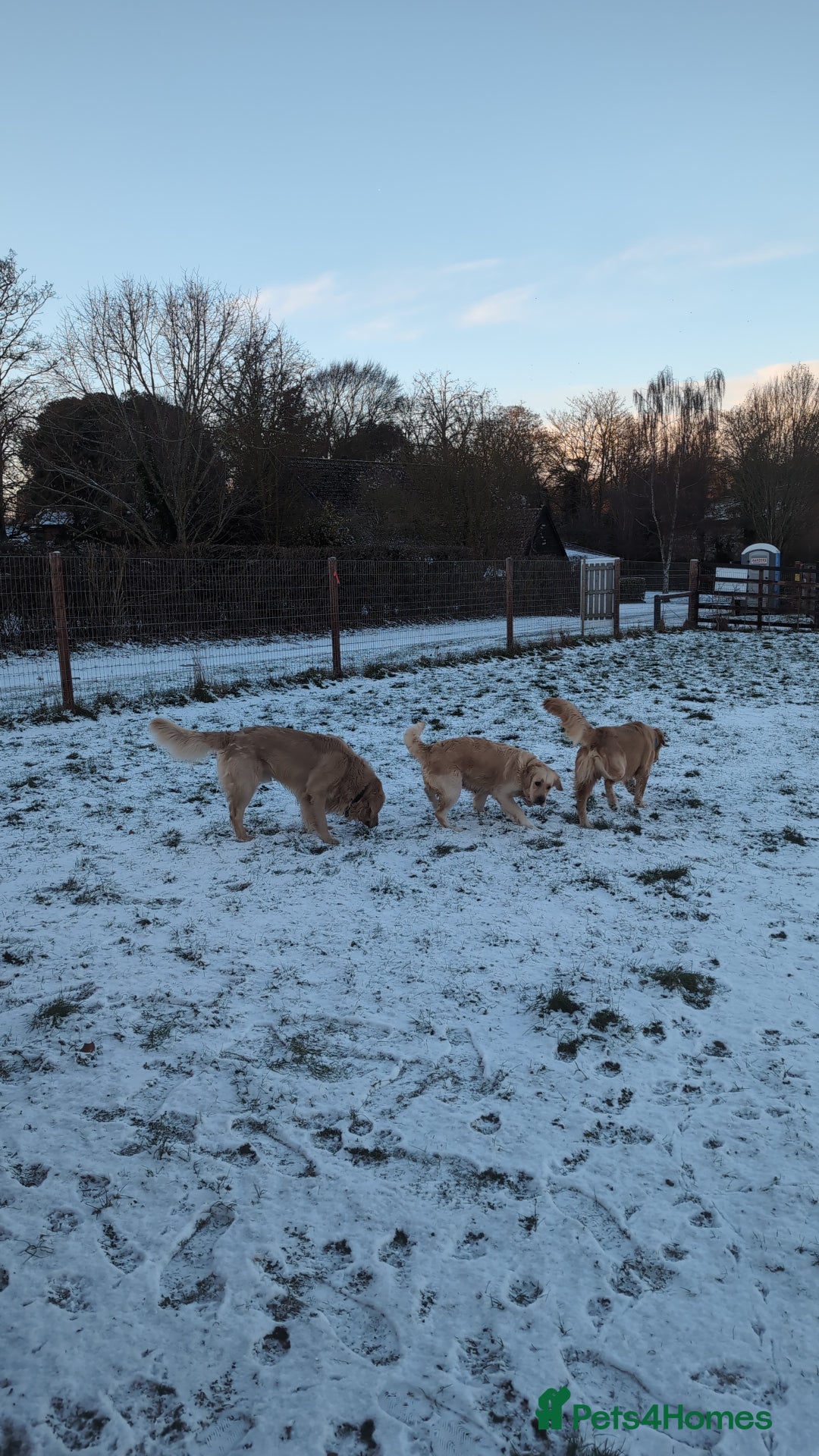 Golden Retriever dogs for sale: Golden Retriever Puppies For Sale - Advert 9