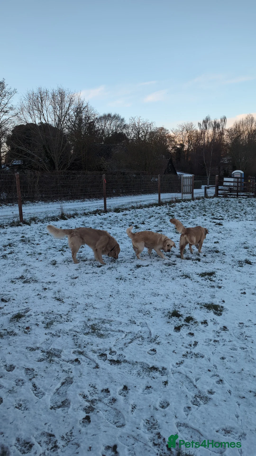 Golden Retriever dogs for sale: Golden Retriever Puppies For Sale - Advert 6