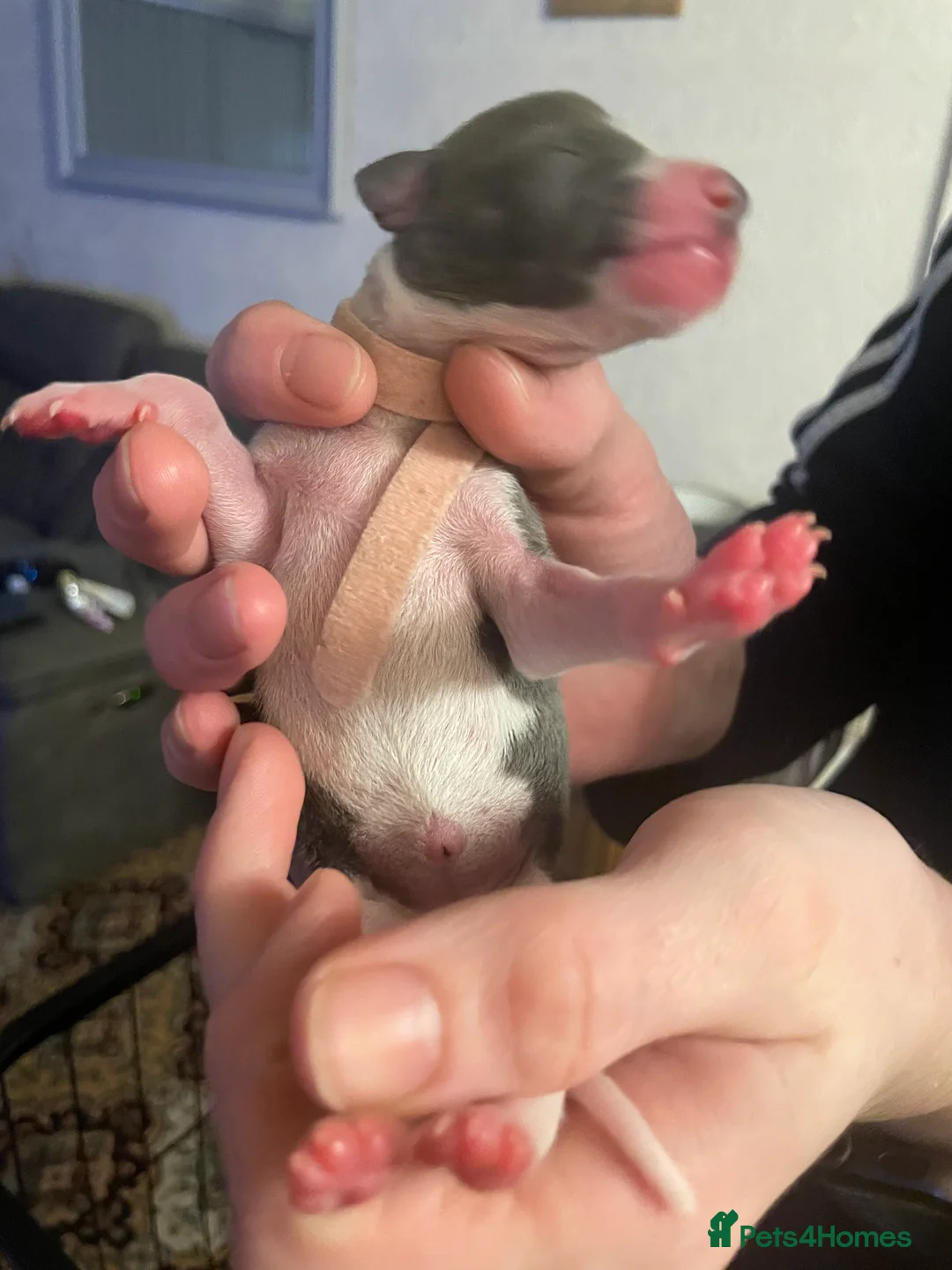 Whippet dogs for sale: KC whippet puppies for sale - Advert 8