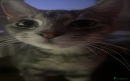 Mixed Breed cats for sale: chunky kittens - Image 16