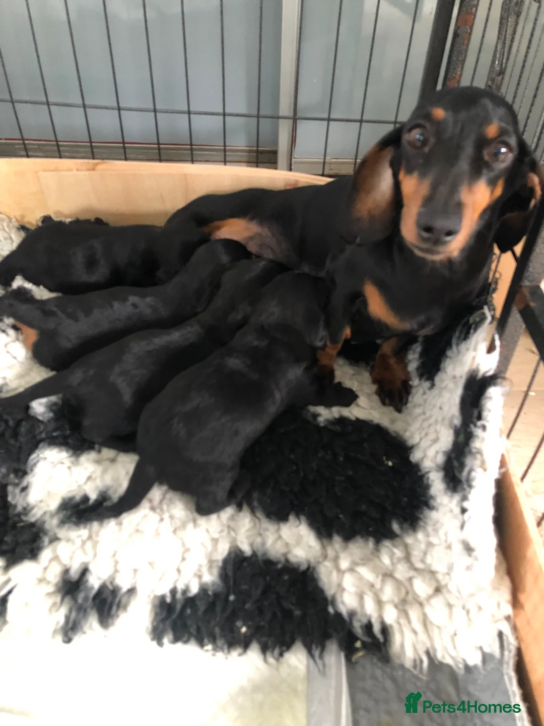 Doxiepoo dogs for sale: F1 daxiepoo puppies  - Advert 1