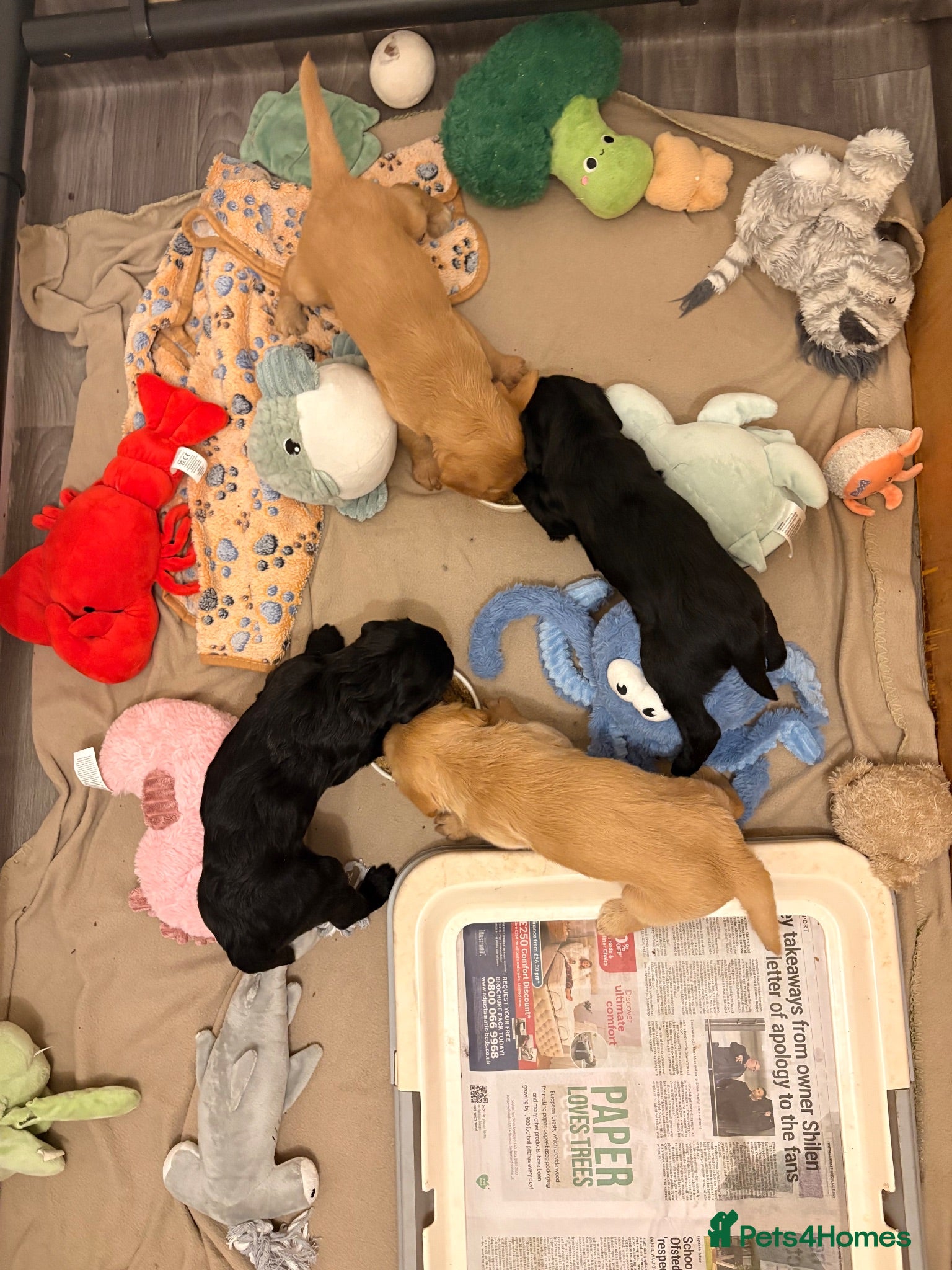 Labradoodle dogs 🦴❤️ long haired F1 Labradoodle puppies ❤️🦴 - Advert 2