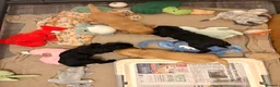Labradoodle dogs for sale: 🦴❤️ long haired F1 Labradoodle puppies ❤️🦴 - Advert 2