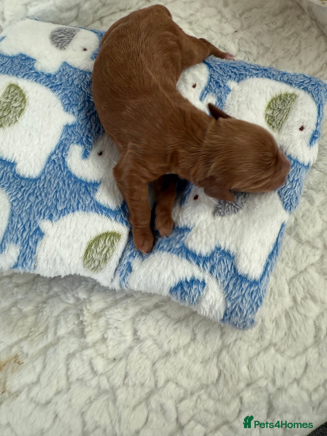 Cockapoo dogs for sale: Ready Dec 20th. Fully dna & health tested clear - Image 6