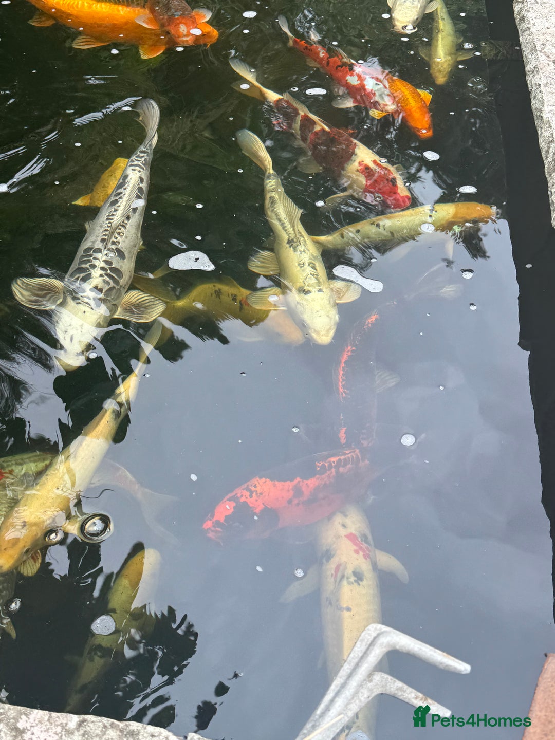 Koi Carp fish for sale: Complete Koi carp set up for sale - Image 13