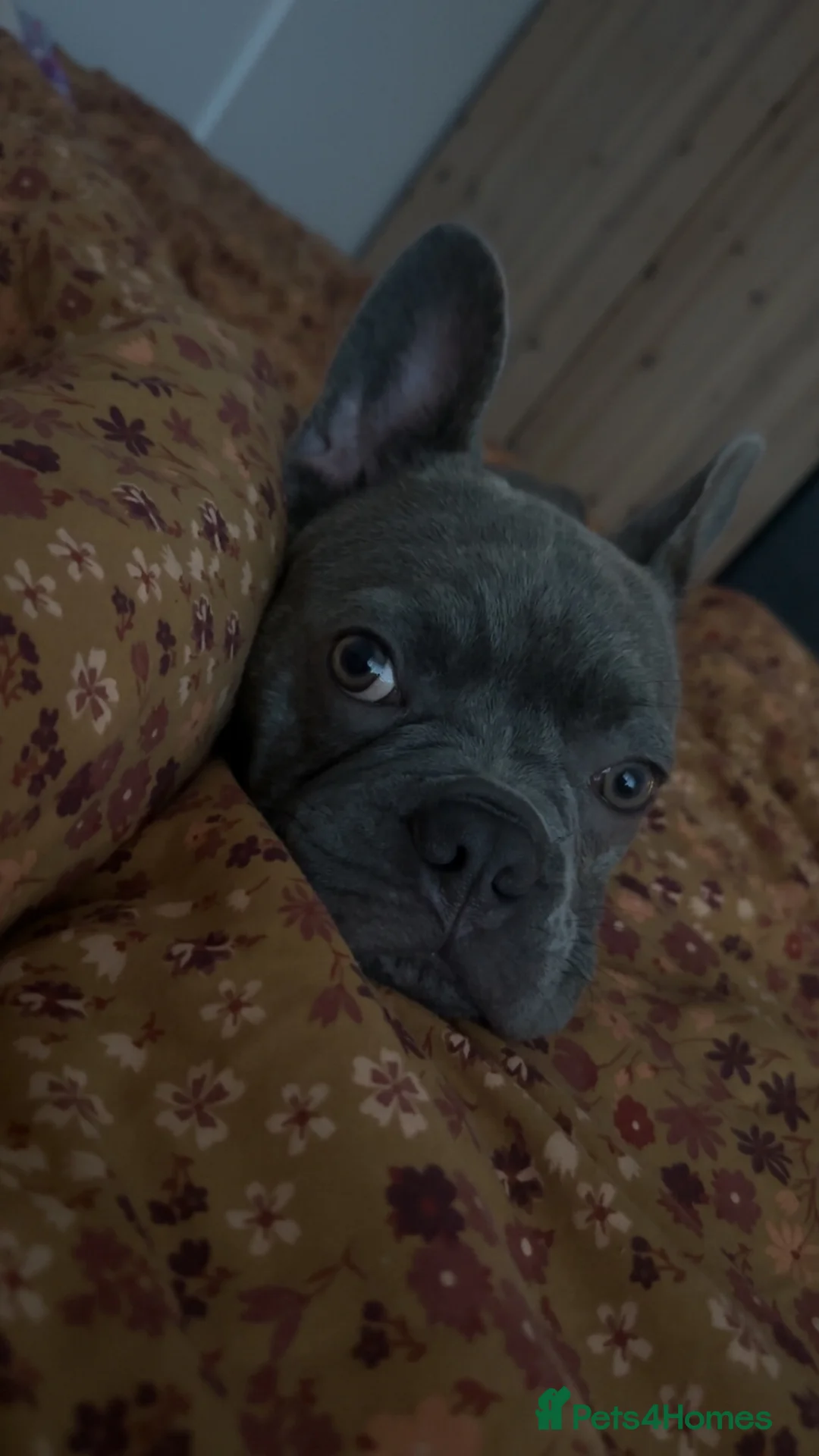 French Bulldog dogs for sale: French bulldog looking for his forever home in Bridgend - Advert 2