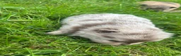 Pomeranian dogs for sale: 🐾 Beautiful Merle & Sable Pomeranian Puppies 🐾 - Advert 4