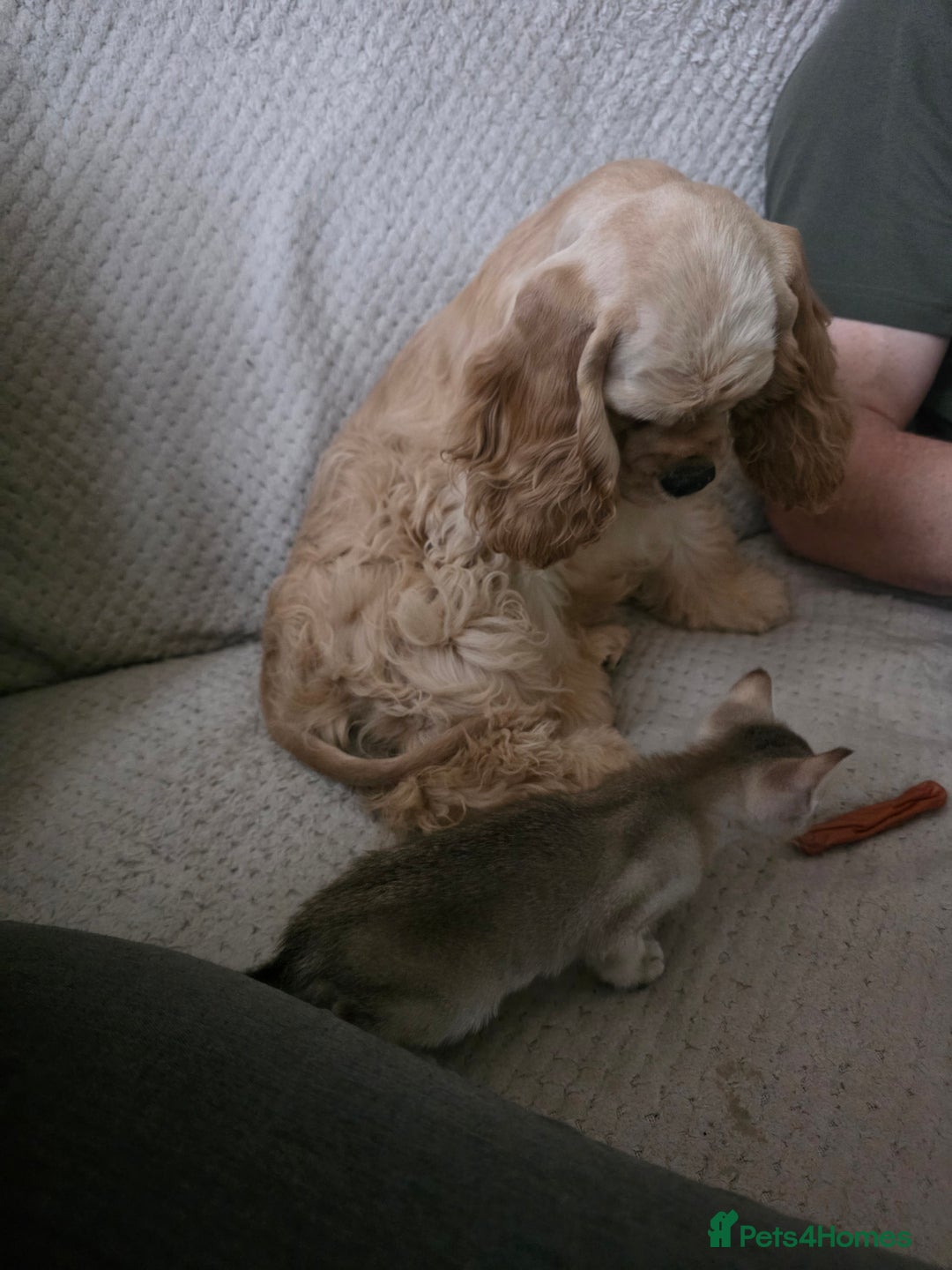 American Cocker Spaniel dogs for sale: Stunning Anerican Cocker spaniels girl - Advert 34