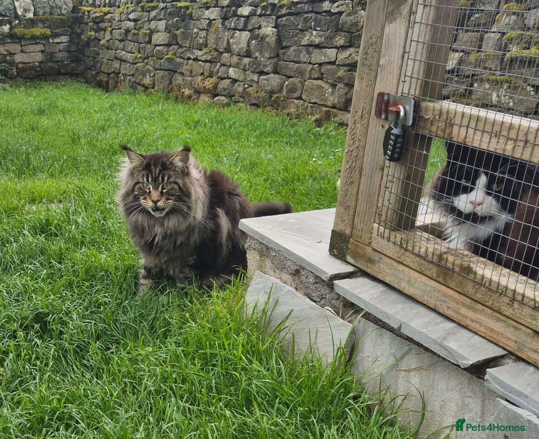 Maine Coon cats for sale: Male Maine Coon - Image 3