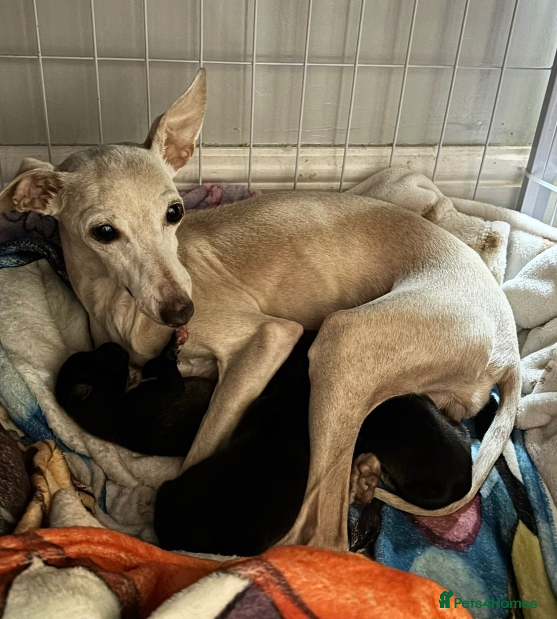 Mixed Breed dogs Italian Greyhound cross, mums final litter! - Advert 18