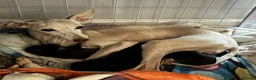 Mixed Breed dogs for sale: Italian Greyhound cross, mums final litter! in Maidstone - Advert 1