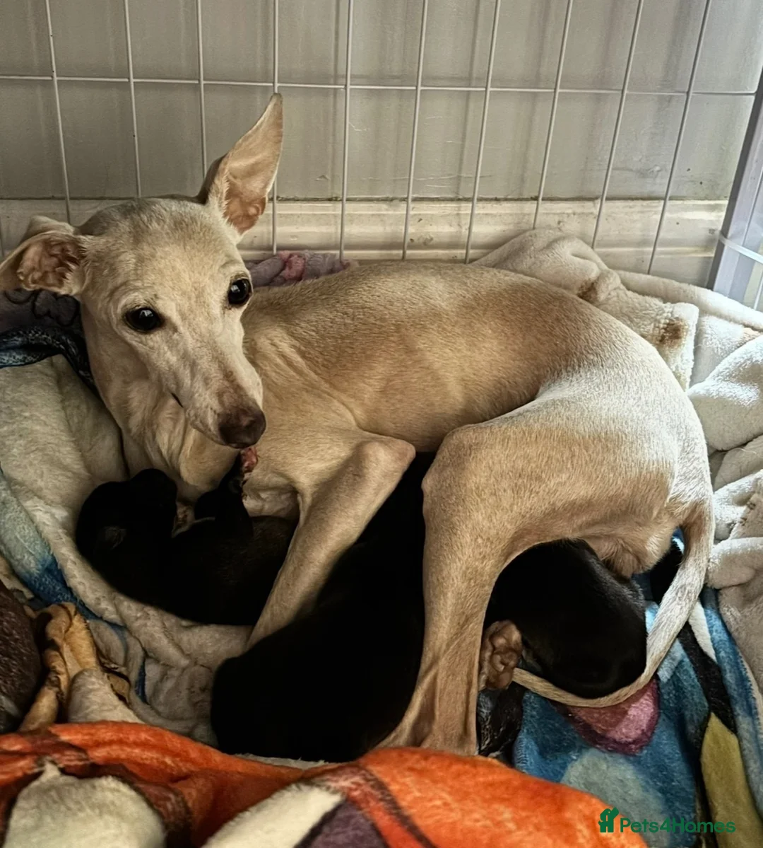 Mixed Breed dogs for sale: Italian Greyhound cross, mums final litter! in Maidstone - Advert 1