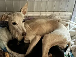 Mixed Breed dogs 1 Bitch left! Italian Greyhound cross papillon - Advert 13