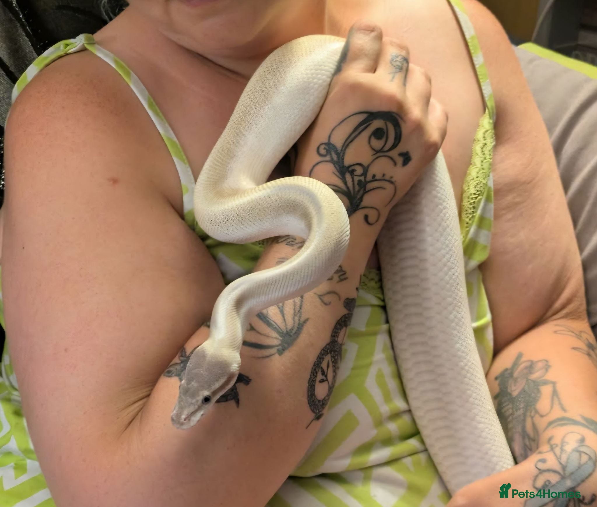 Python Snake reptiles 2 ball pythons - Advert 12