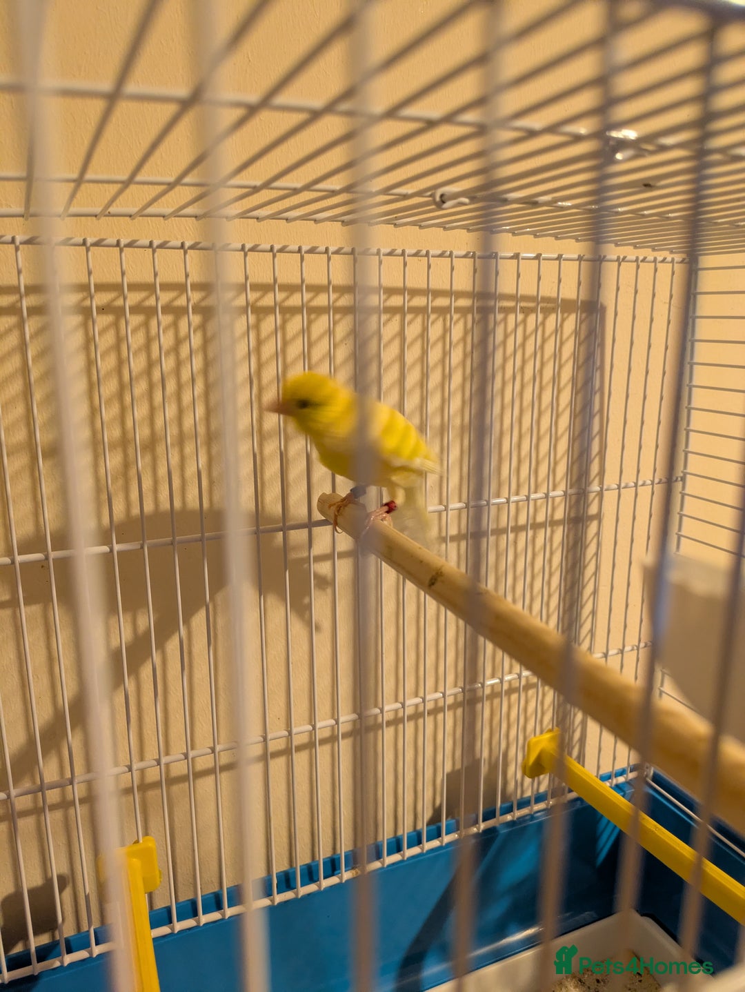 Canaries birds for sale: Pair of German Rhinelander canaries - Advert 2