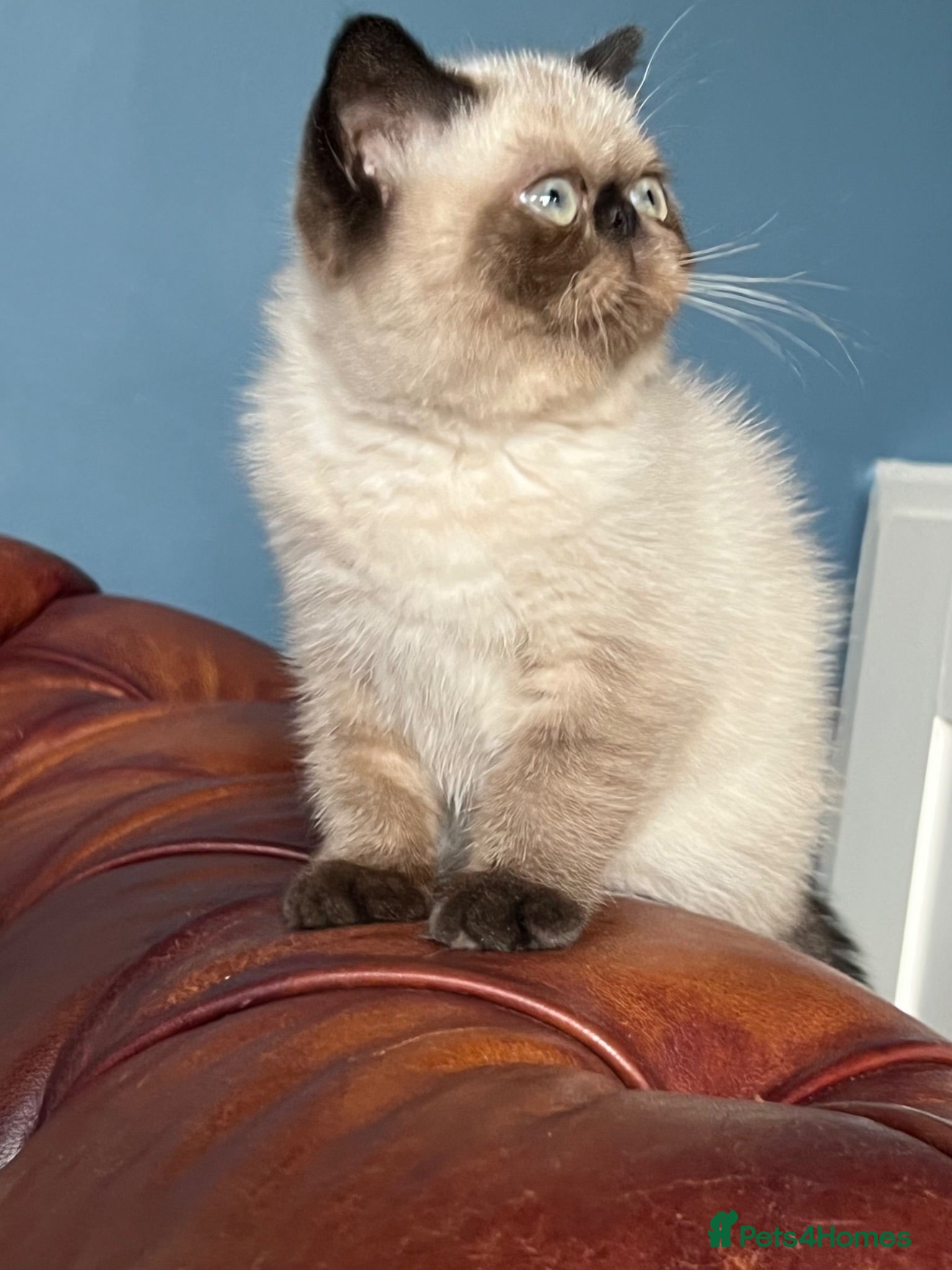Exotic cats Last remaining Seal Point Female - Advert 7