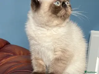 Exotic cats Last remaining Seal Point Female - Advert 6