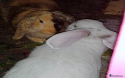 Tan rabbits for sale: Rabbits x2 both male brothers  - Image 4