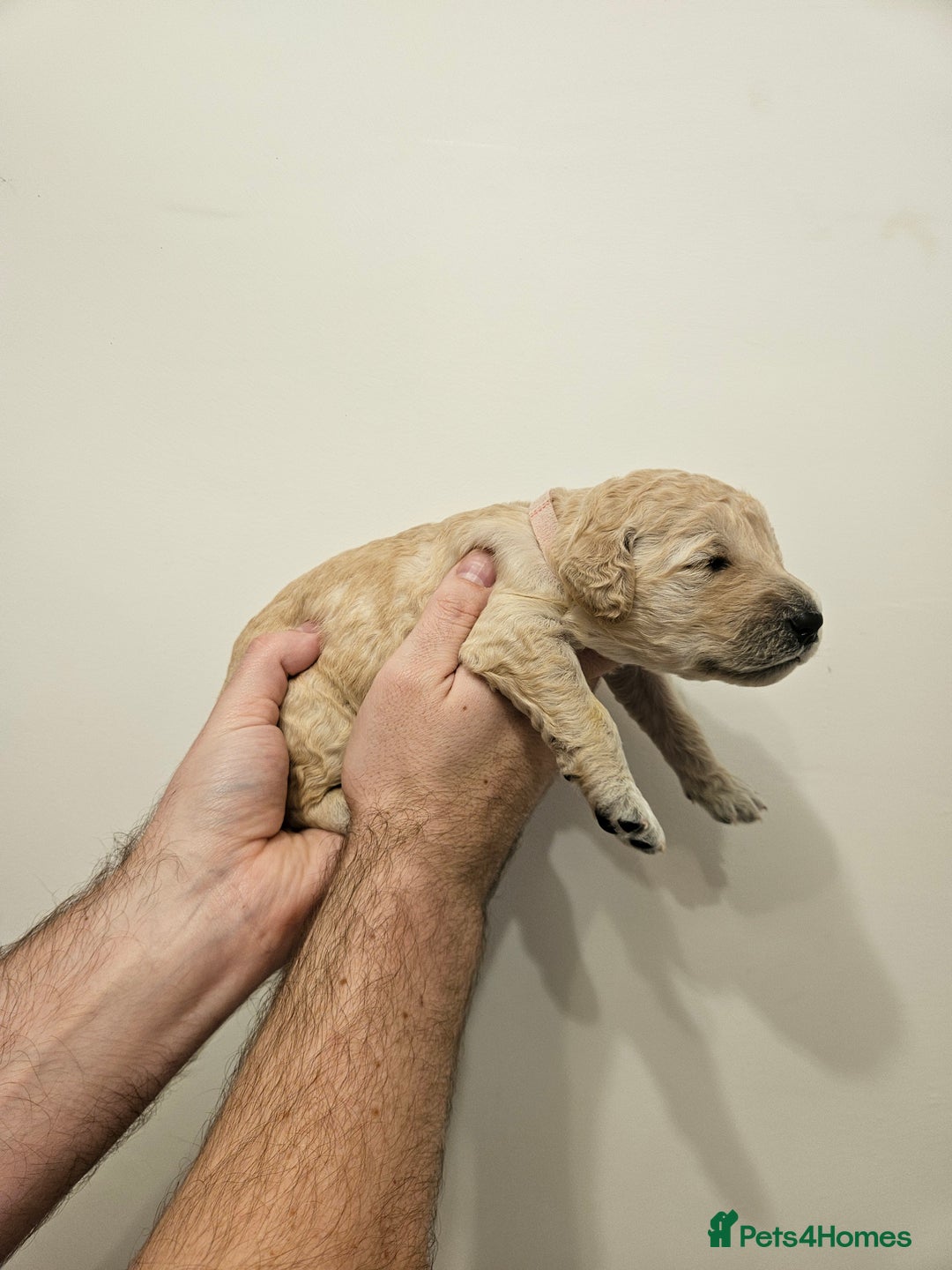 Goldendoodle dogs for sale: Goldendoodle Puppies - Advert 8