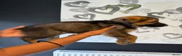 German Shepherd dogs for sale: Beautiful German Shepherd Puppies  - Advert 7