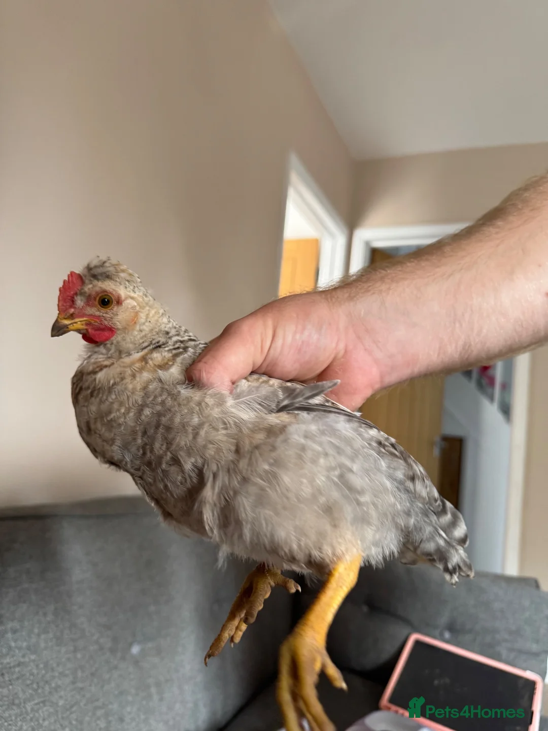 Chickens poultry for sale: Mixed Sex Chickens - Advert 4