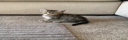 Mixed Breed cats for sale: 3 beautiful kittens in Great Yarmouth - Advert 1