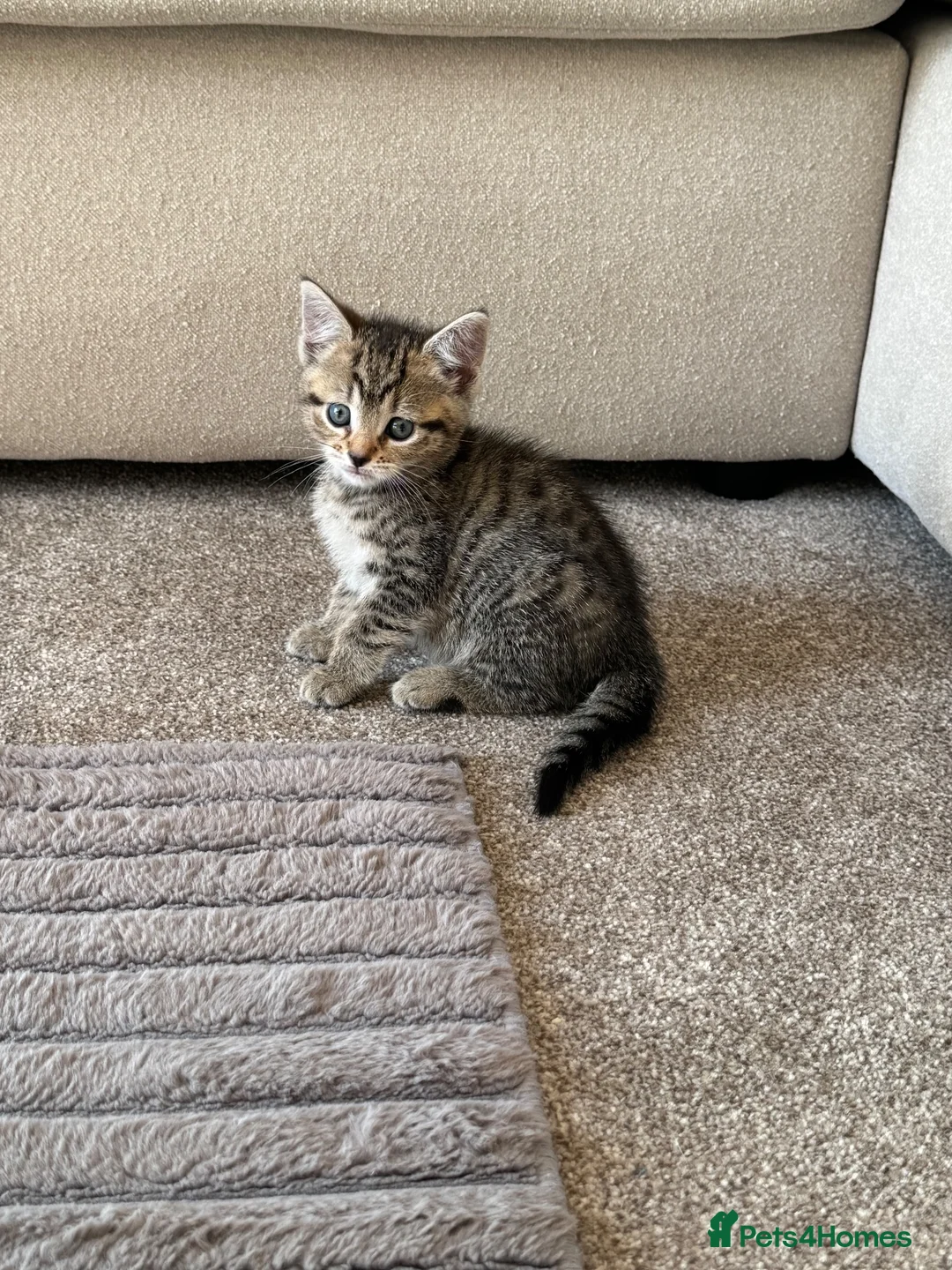Mixed Breed cats for sale: 3 beautiful kittens in Great Yarmouth - Advert 1