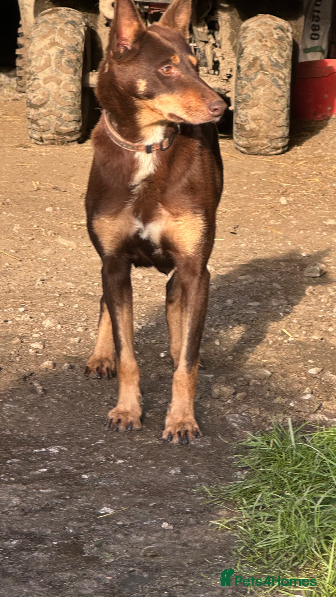 Mixed Breed dogs for sale: Kelpie x Collie puppies - Advert 16