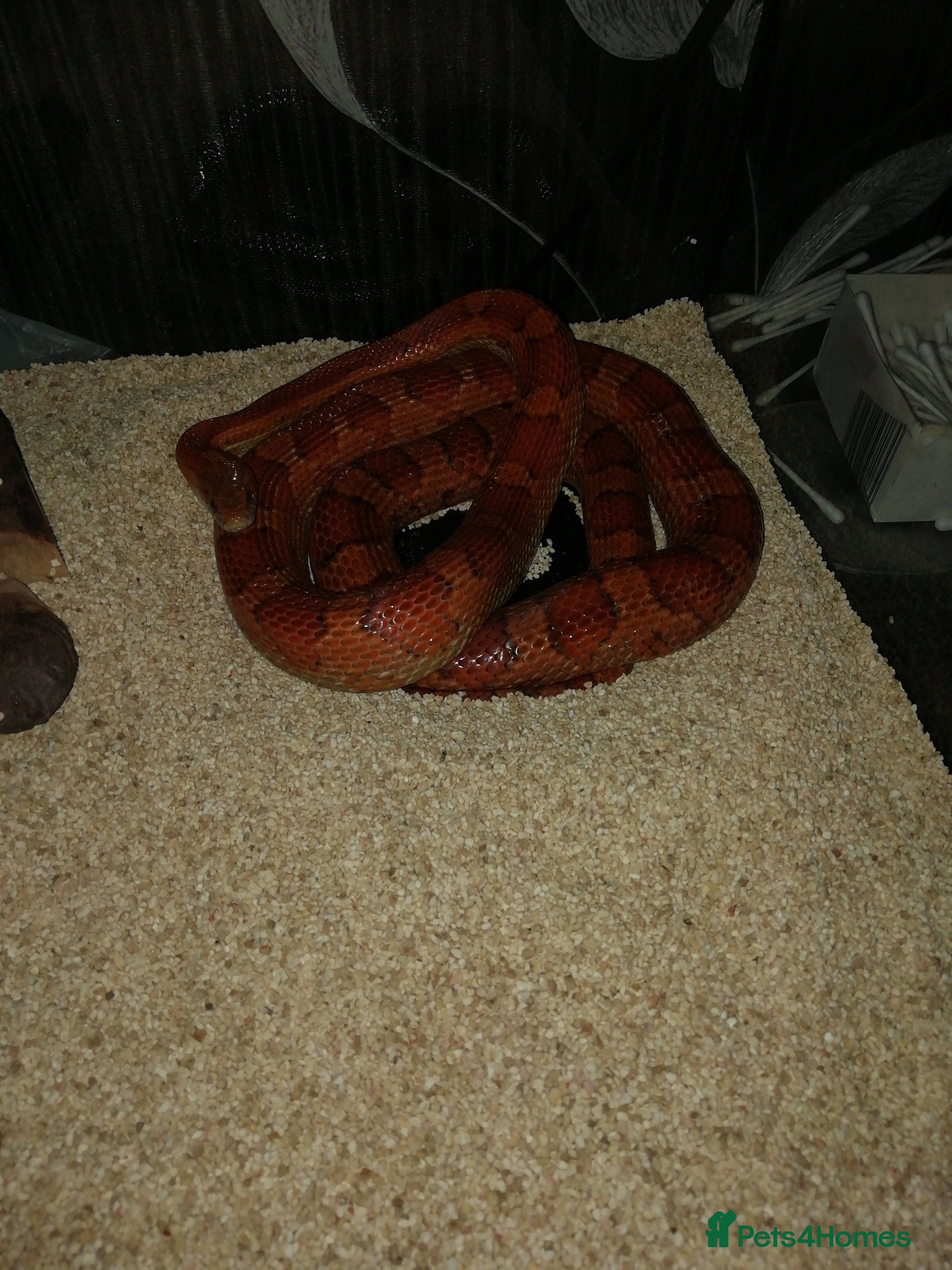 Corn Snake reptiles Snake  - Advert 3