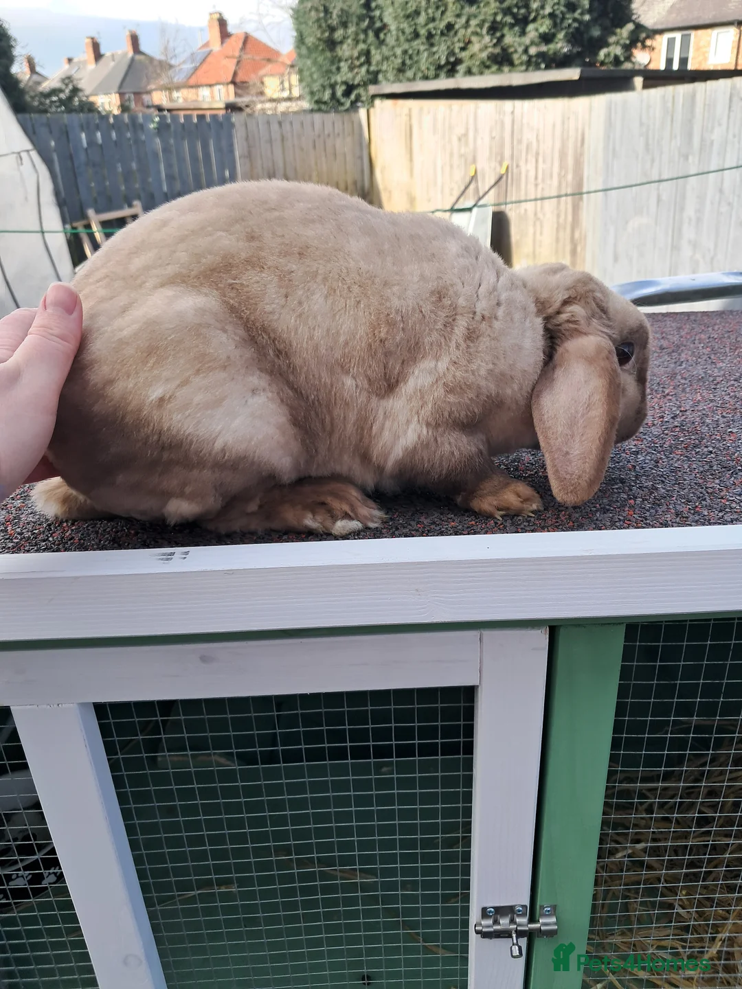 Mixed Breed rabbits for sale: Plush mini lop doe - Advert 4