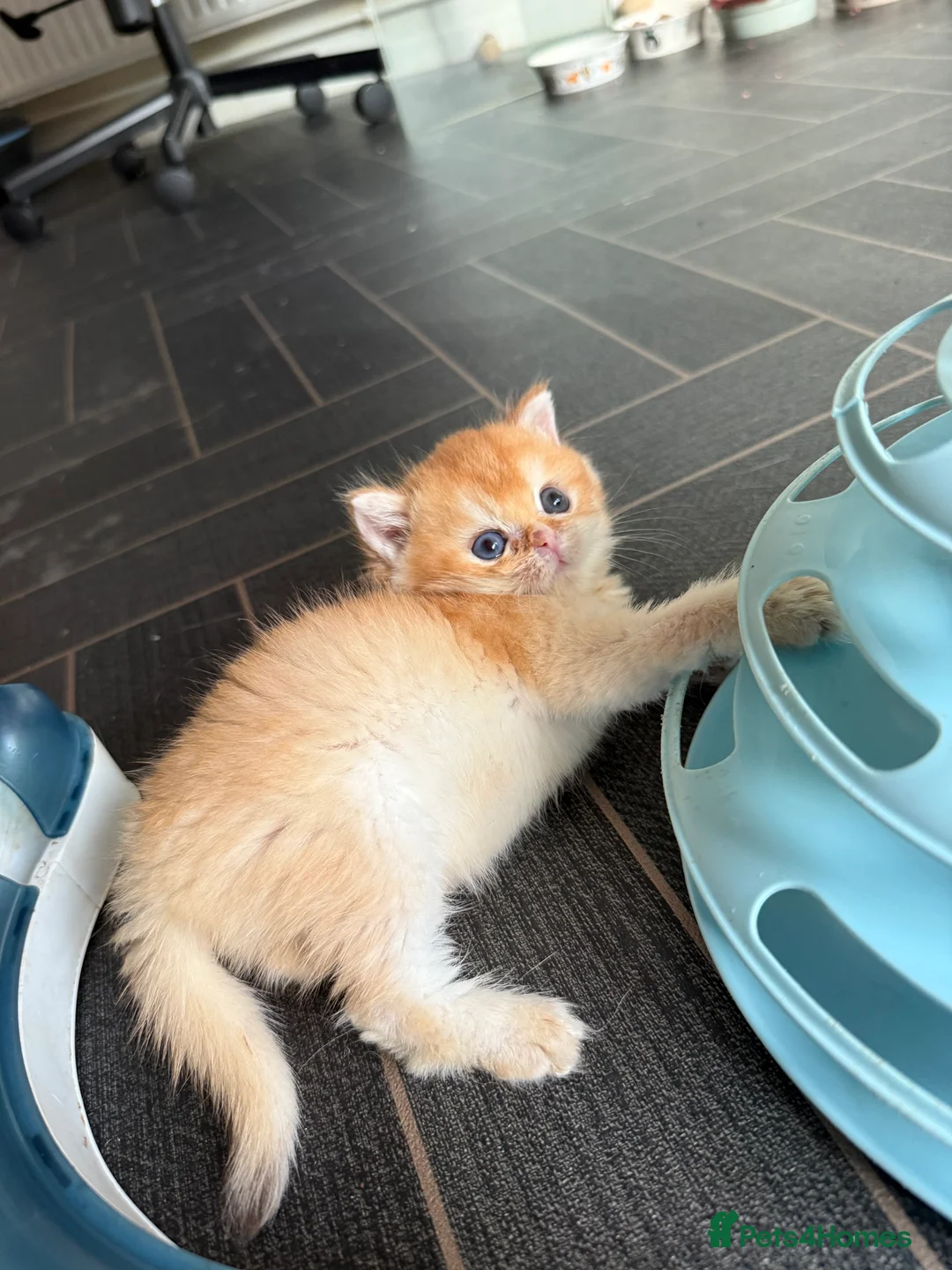 British Shorthair cats for sale: GCCF reg BSH and BLH Chocolate Golden Kittens - Advert 39