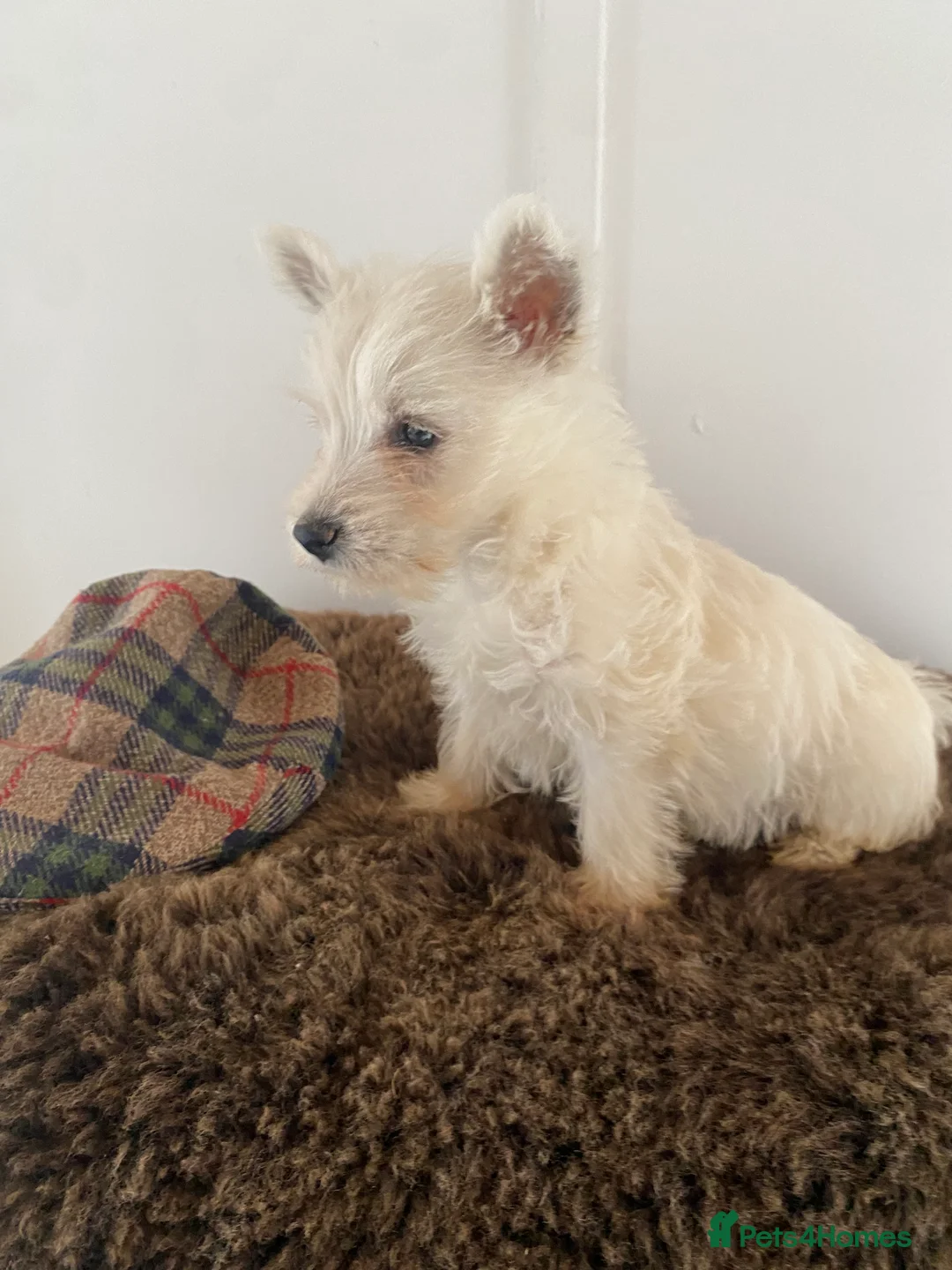 West Highland Terrier dogs for sale: West highland terrier  - Advert 5